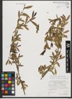 Foto von Salix triandra subsp. triandra L.